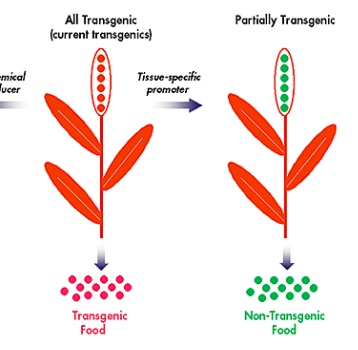 Transgenik bitkiler nedir?