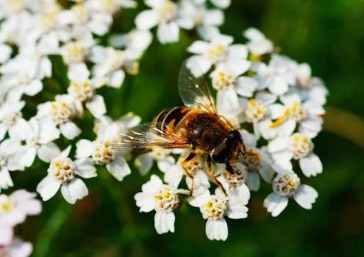 Civanperçemi (Achillea millefolium)
