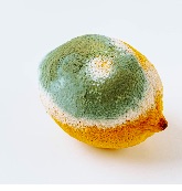 Gıda  güvenliği nasıl anlaşılır? Nedir?