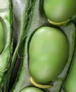 Dereotu soslu yeşil bakla tarif resmi