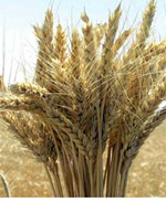 Buğday Köftesi tarif resmi